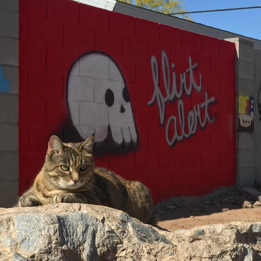 A striped cat rests on rough rocks before a bright red wall featuring a large white skull and the painted text flirt alert.