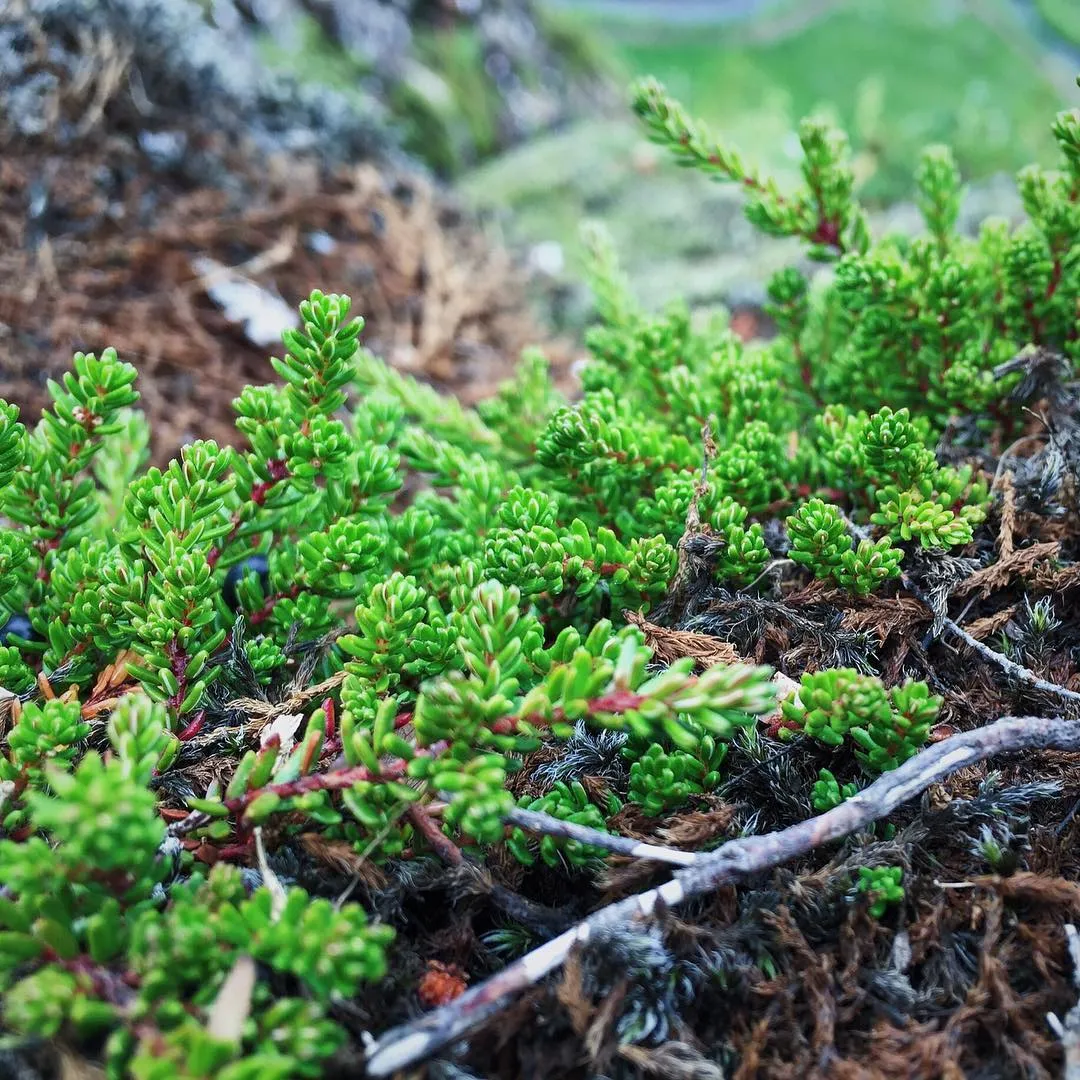Bright green, clustered foliage covers dark, fibrous ground material in the foreground, with a soft focus background of muted greens and browns.