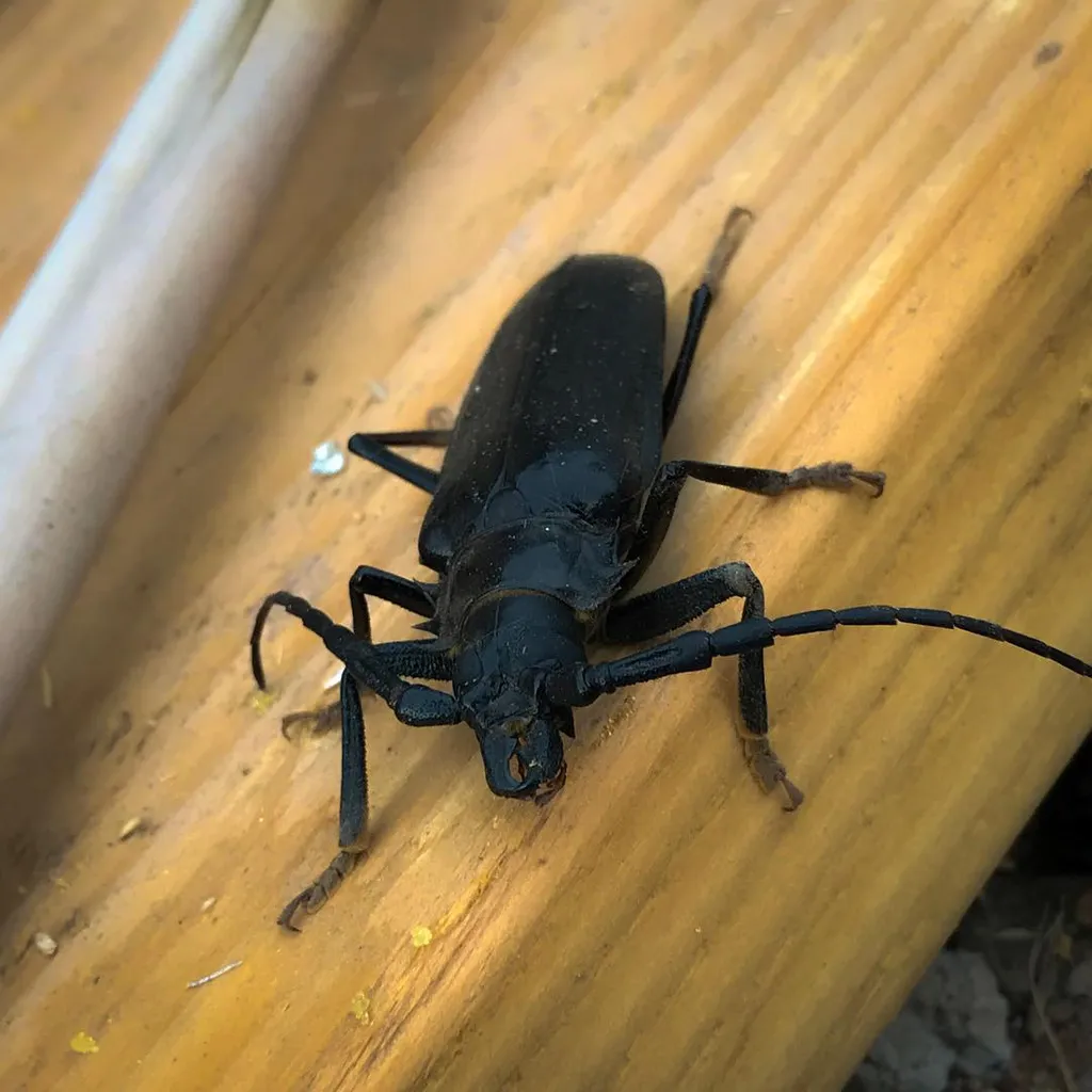 A large, matte black insect with segmented body and long antennae is positioned on a smooth, curved wooden surface of yellowish-brown tones.