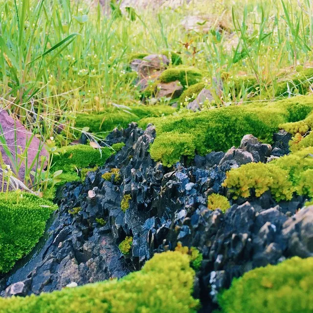 Dark, jagged rocks covered in vibrant green moss dominate the foreground, set against a backdrop of lush, tall green grass and softer ground foliage.
