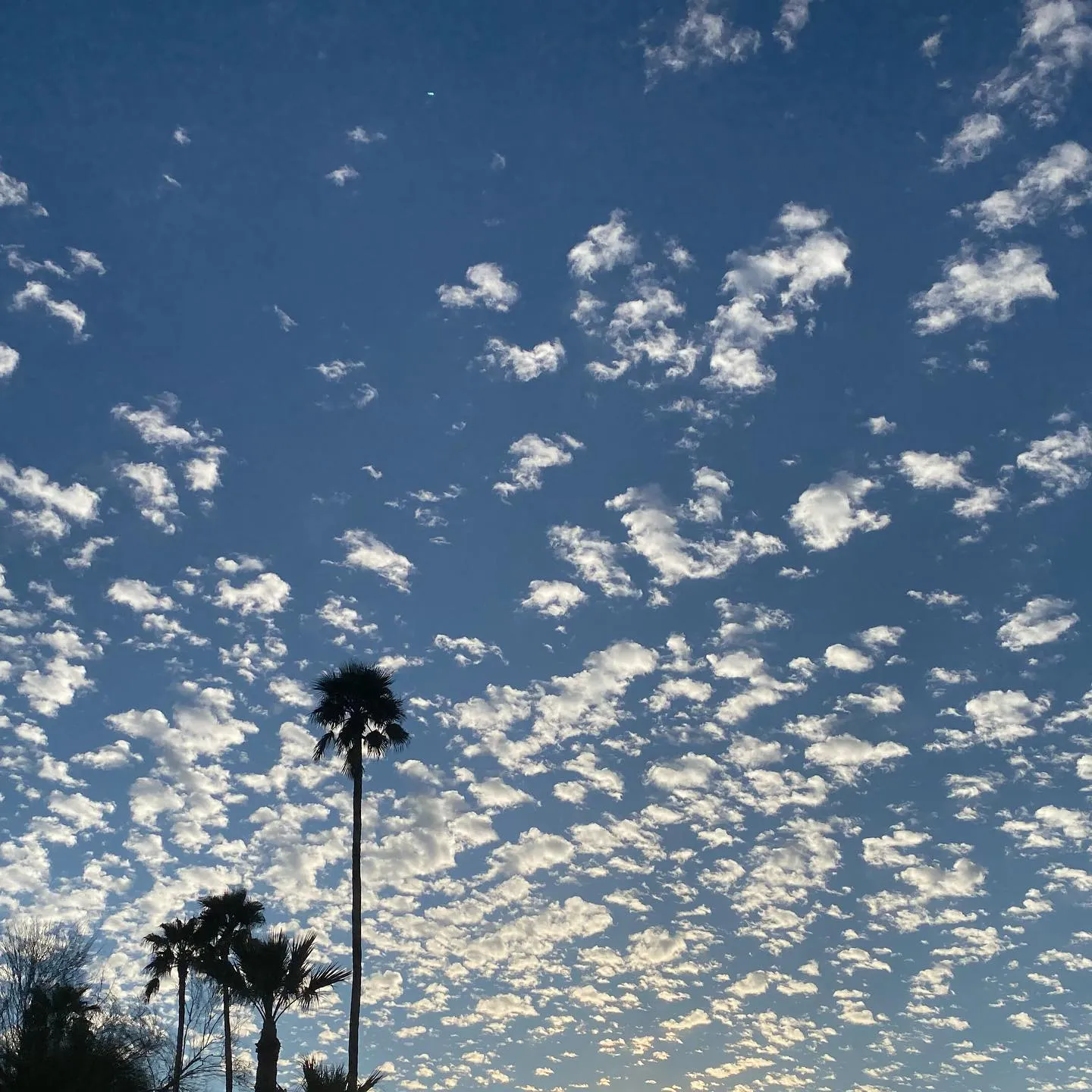 Deep blue sky filled with scattered, textured white clouds, with several palm trees silhouetted along the bottom edge.