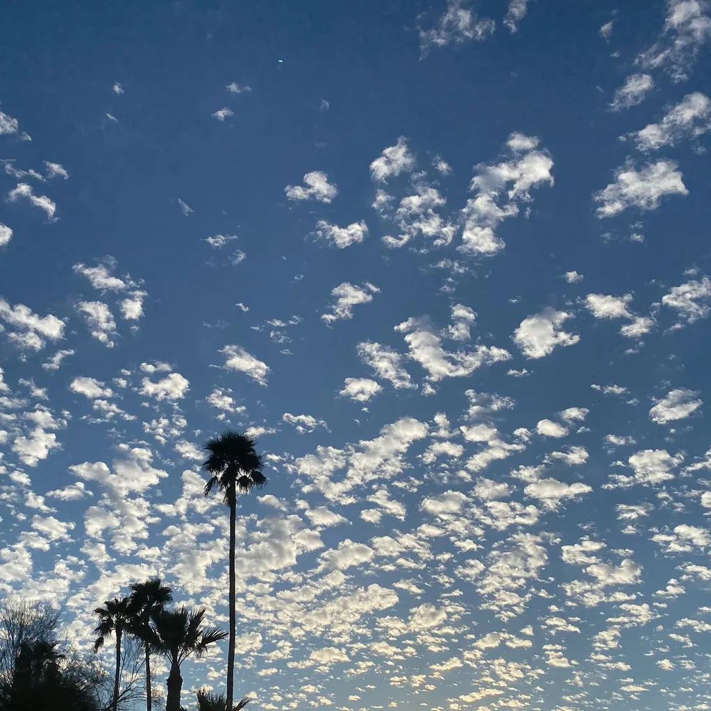 Deep blue sky filled with scattered, textured white clouds, with several palm trees silhouetted along the bottom edge.