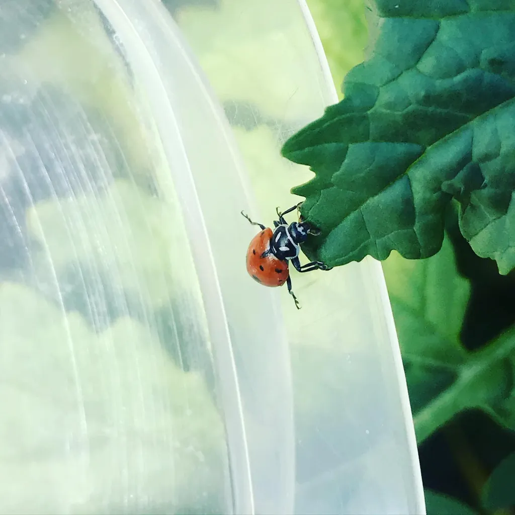 Two beetles, one orange and one black, are positioned on a dark green leaf that occupies the right side, balanced by a large, curved, translucent white surface on the left.