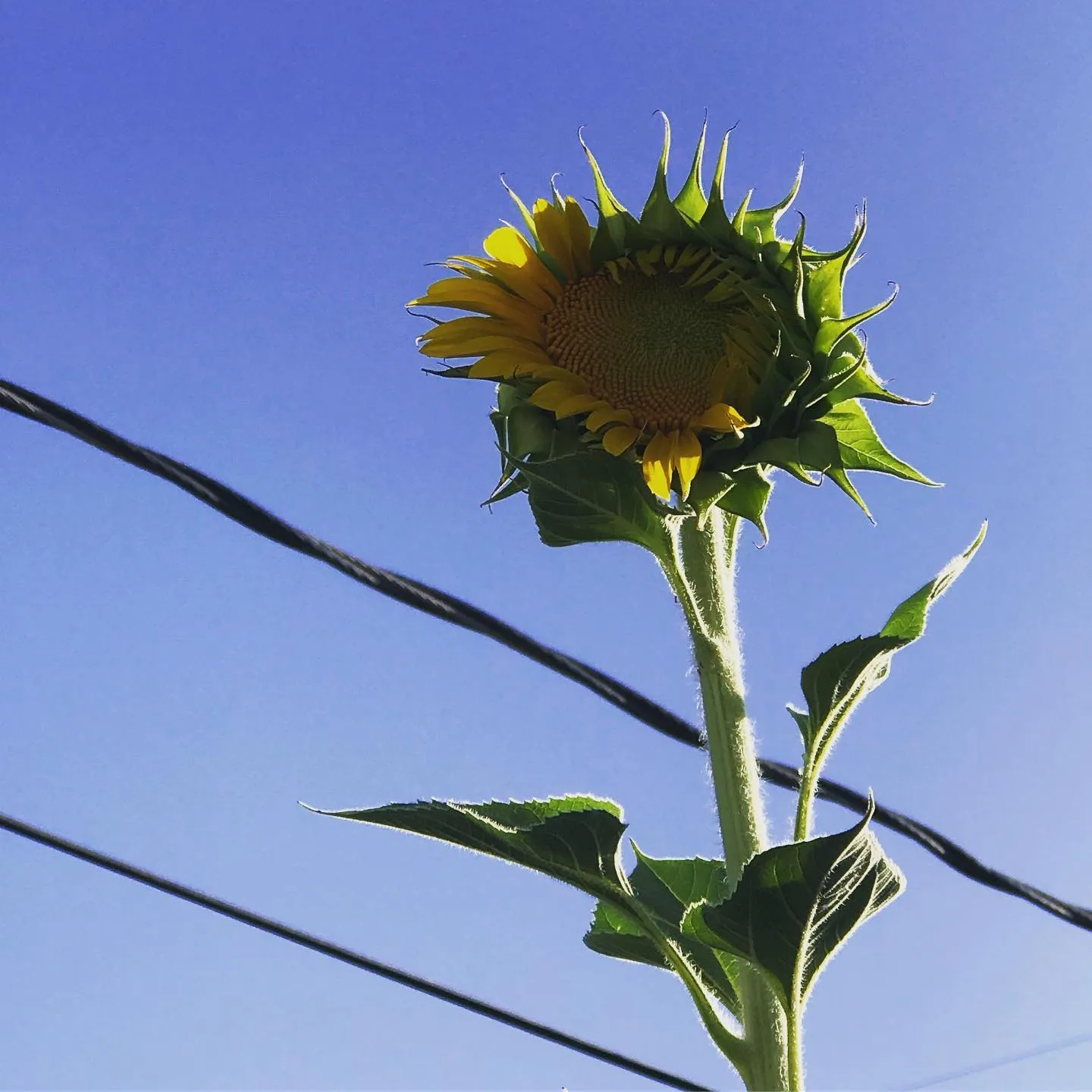 A yellow sunflower blooms against a clear blue sky, framed by dark diagonal wires that cut across the lower portion of the composition.