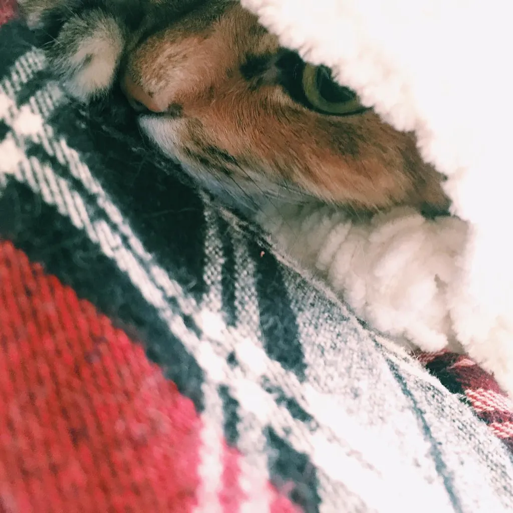 A small animal with brown fur rests its head on a patterned blanket displaying geometric stripes of red, black, and white.