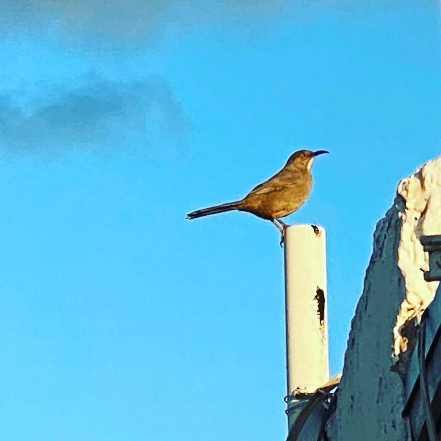 A small brown bird perches on a vertical tan pipe against a bright blue sky, with the pipe anchored to a rough, peeling roof surface.