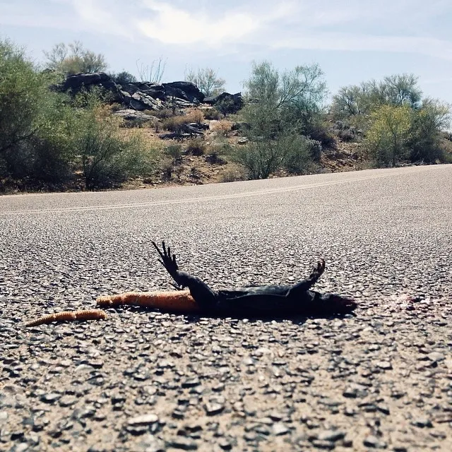 A dark, prone form rests on the textured gray asphalt road, framed by dry, scrubby vegetation and a pale blue sky in the background.