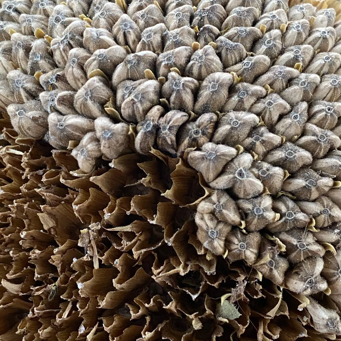 High contrast texture featuring a dense field of light tan, star-like structures meeting a deep brown area of overlapping, folded, fan-like forms.