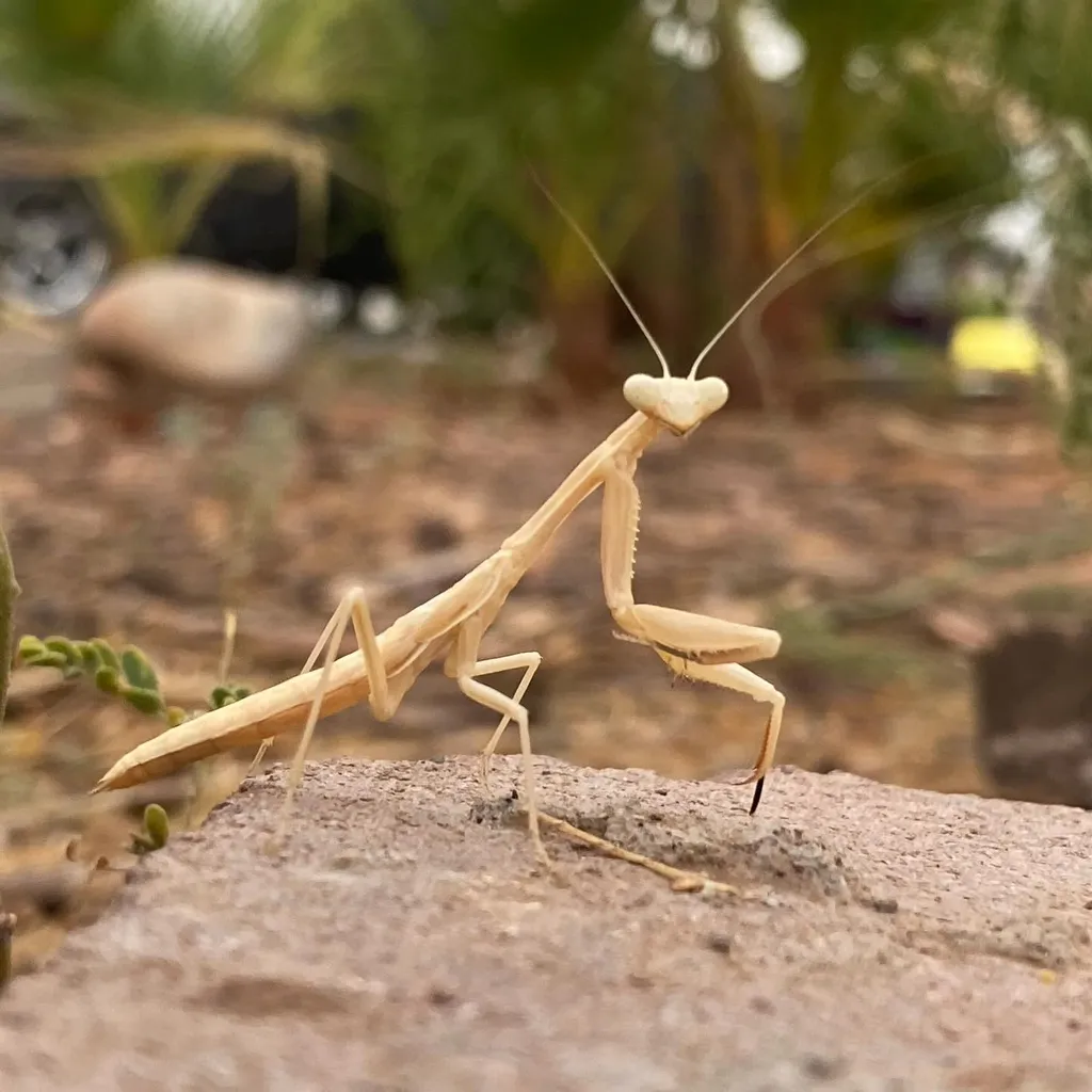 A pale tan insect with long antennae rests on a rough brown surface, positioned against a blurred background of muted greens and browns.