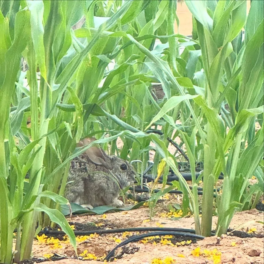 Dense green corn stalks frame two rabbits resting low in the foreground, which sits on dry brown soil scattered with yellow blooms.