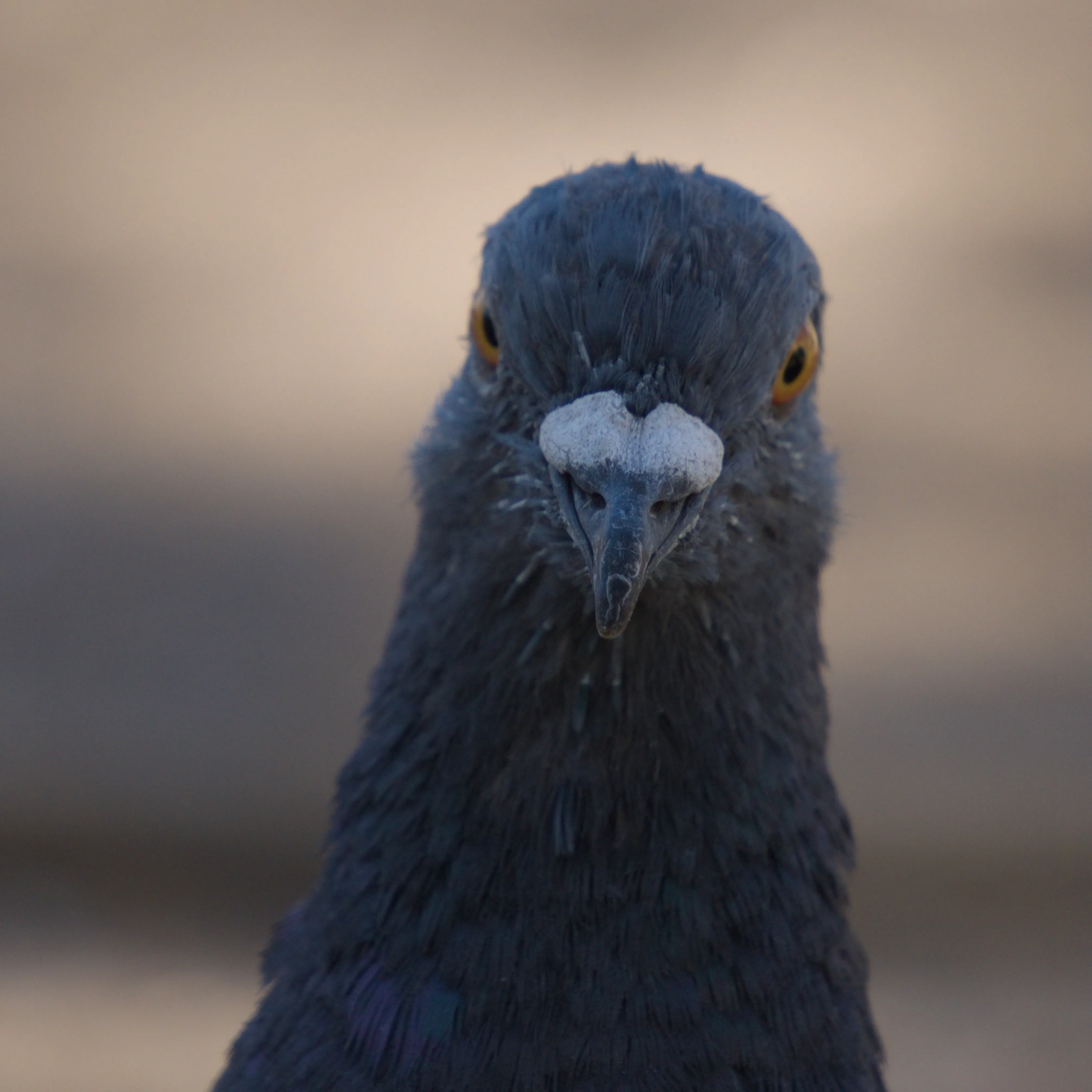 A handsome pigeon looking into the camera with a blurry background.