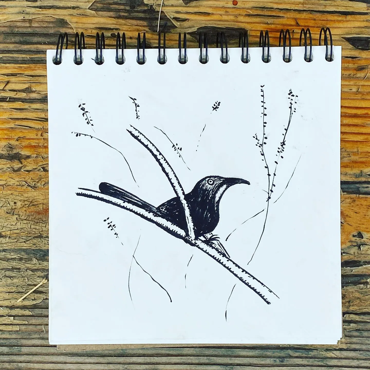 A black ink drawing depicts a bird perched on a diagonal branch, surrounded by delicate, linear sketches of grasses and twigs on white paper.
