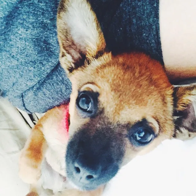 A close-up portrait of a brown dog with alert ears and dark eyes, resting against a background of blue denim fabric and white surface.