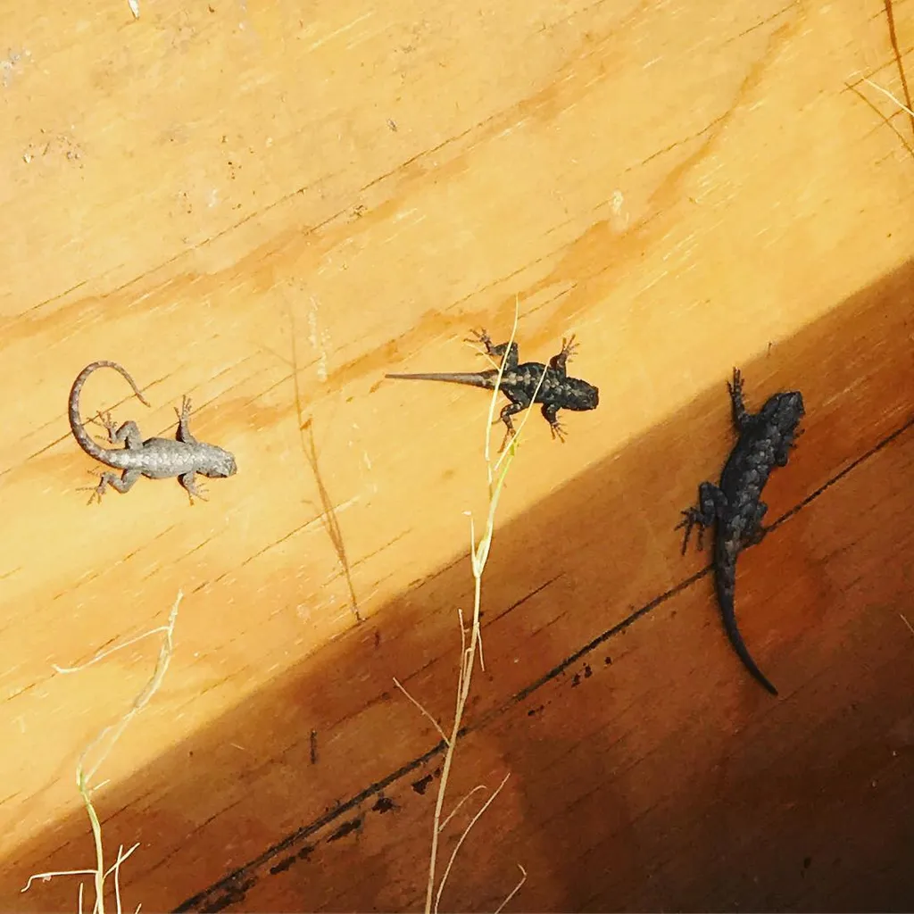 Three small lizards—one coiled gray, one crouched black, and one long black—are positioned on a warm, yellowish-brown wooden surface scattered with dry plant fibers.