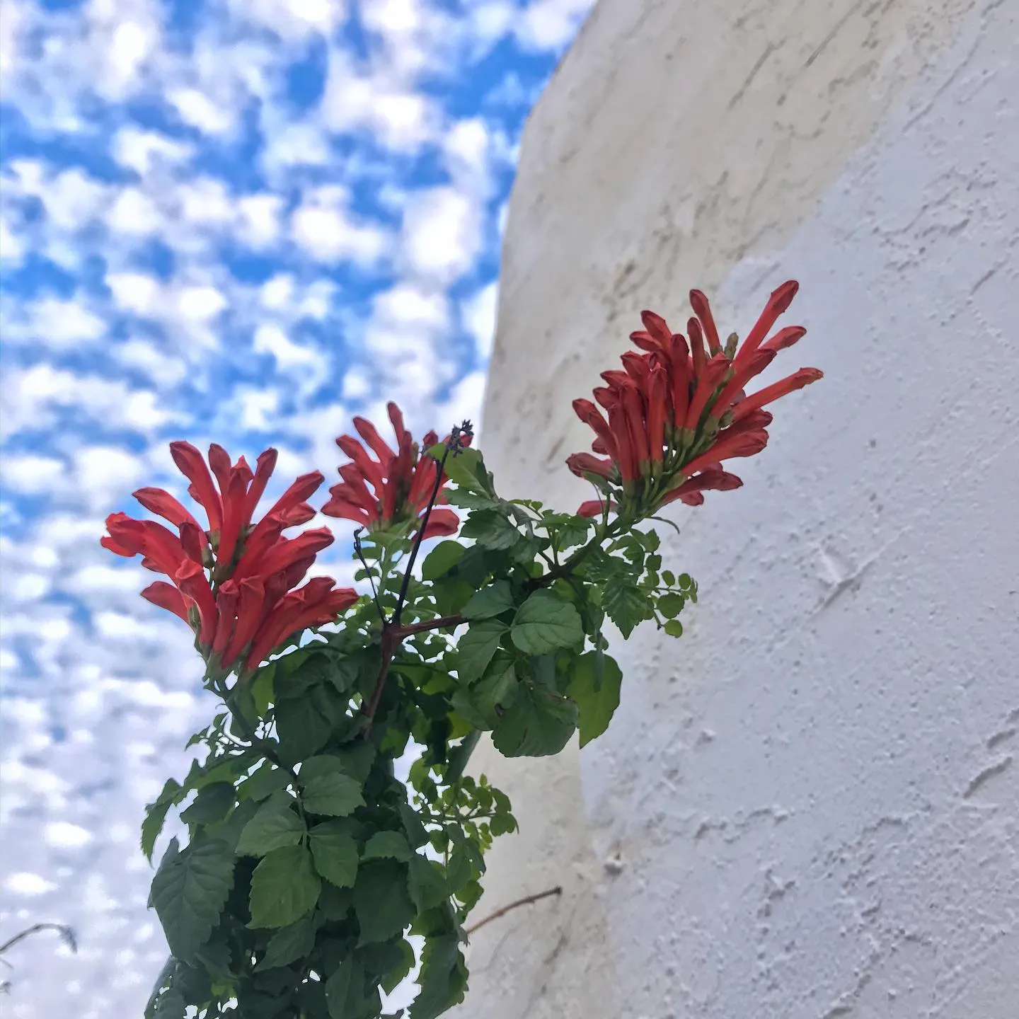 Bright red flowers and deep green foliage contrast against a textured white wall and a bright blue sky filled with scattered white clouds.