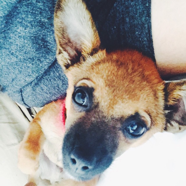 I miss this little dude. Finding his toys and unfinished chews makes me sad.