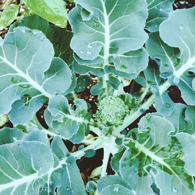 Broccoli is coming in!