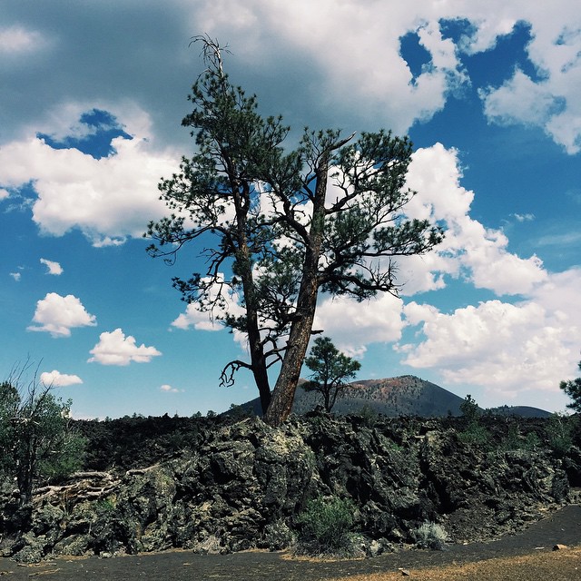 Growing in an old lava flow.