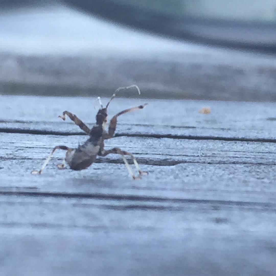 Come at me bro!