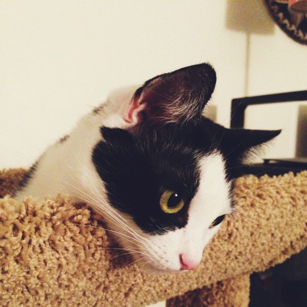 Peeks!