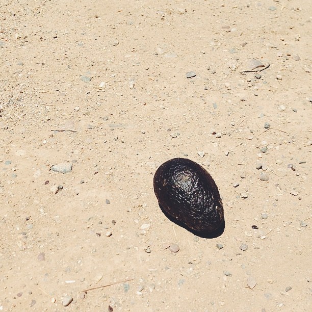 Found an avocado.