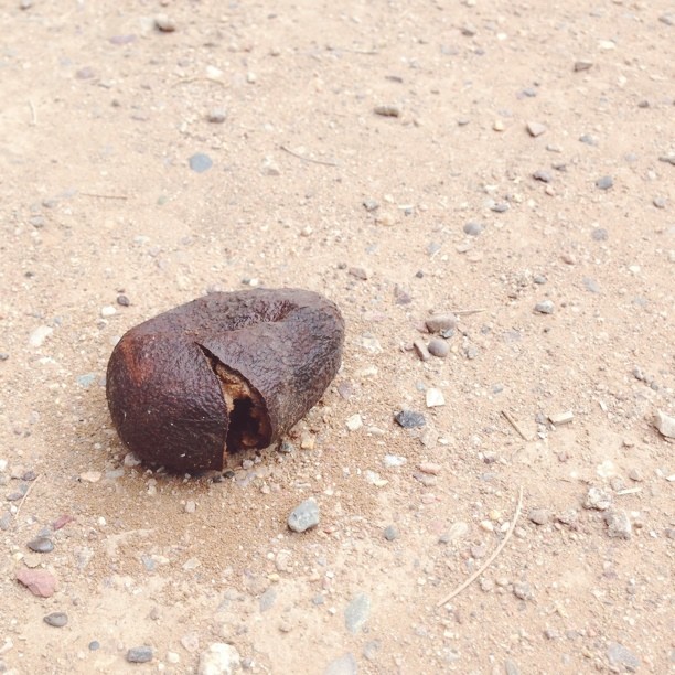 Avocado update.