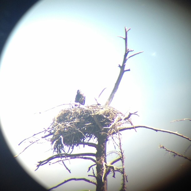 Saw some baby eagles today.