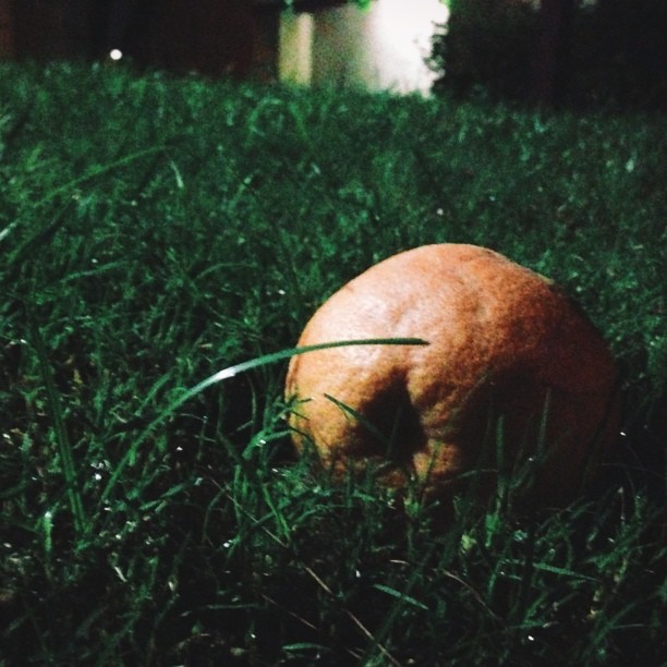 Grapefruit.