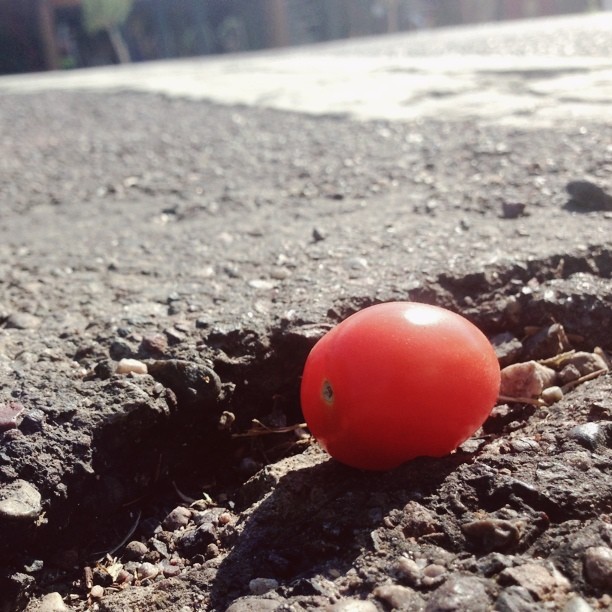 Tomatoesvelt