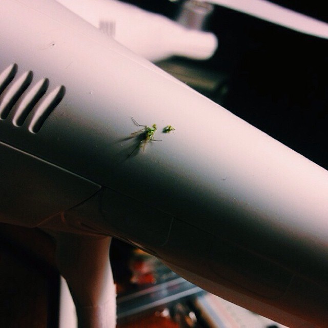 Noticed this while cleaning my desk. Smashed bug with my quadcopter.