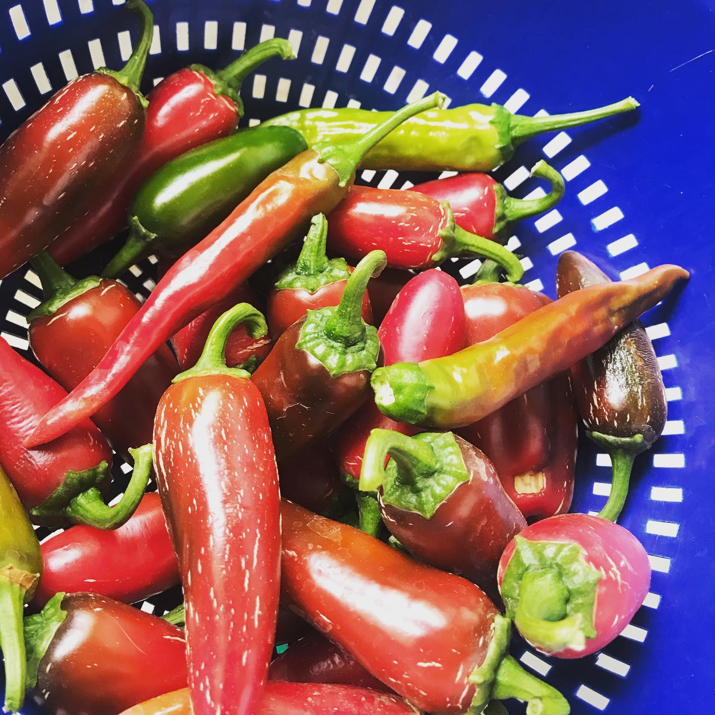 First harvest.