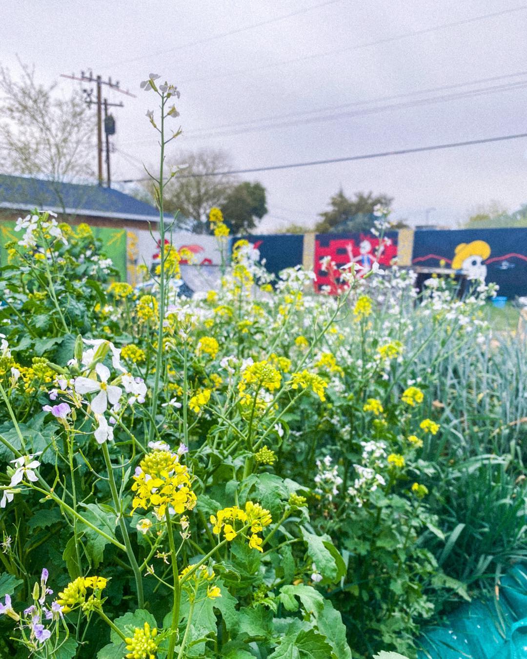 The mustard went wild.