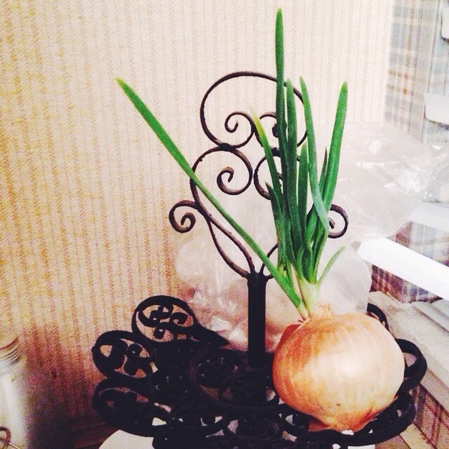 Bloomin’ onion.