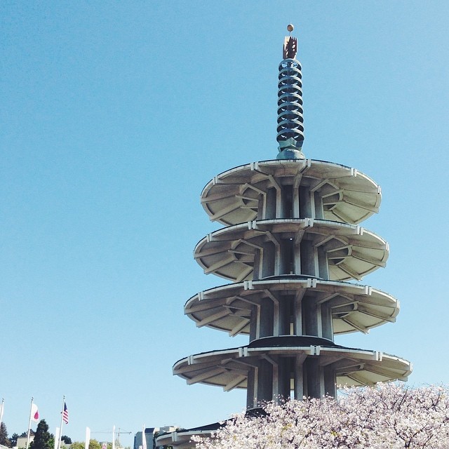 Cherry blossoms in Japantown.