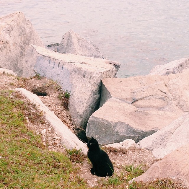 Skipper the ocean cat.