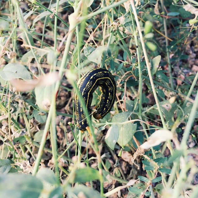 Look what was lurking in my yard.