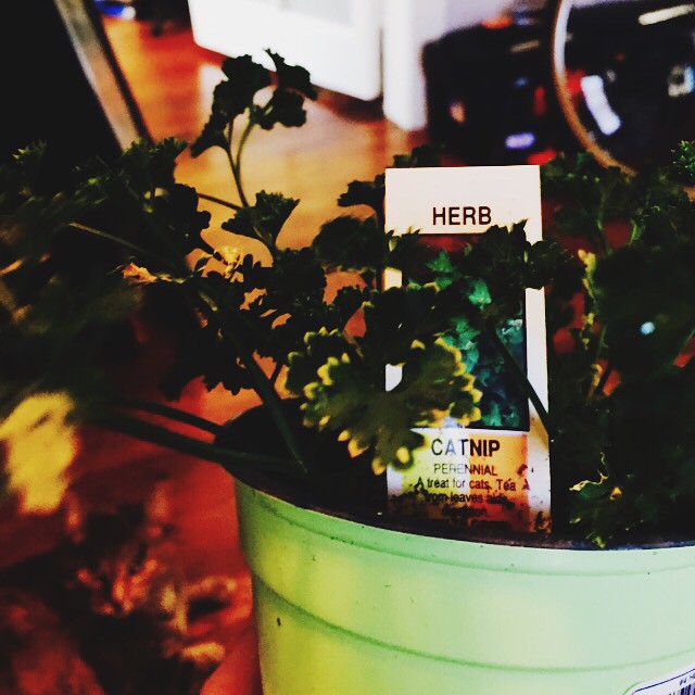 Endless supply of catnip soon! I think, I don’t know. I just wanted to buy ca…