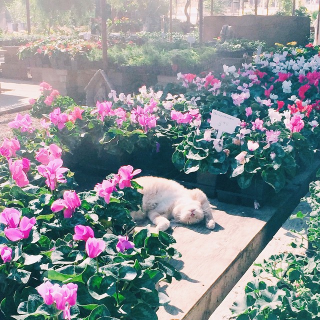 Sun bathing.