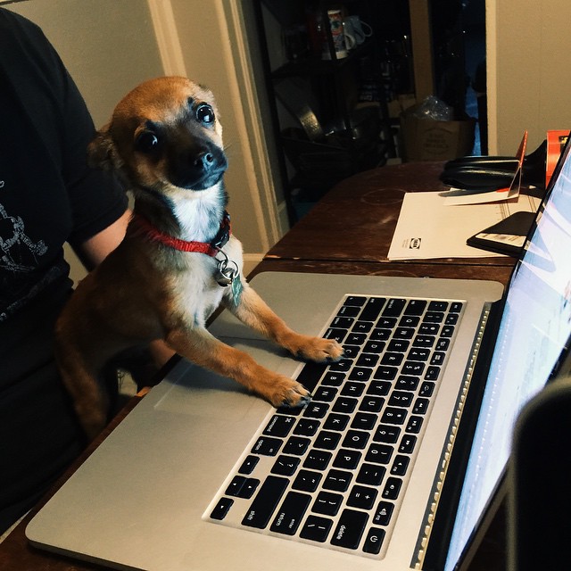 Code warrior.