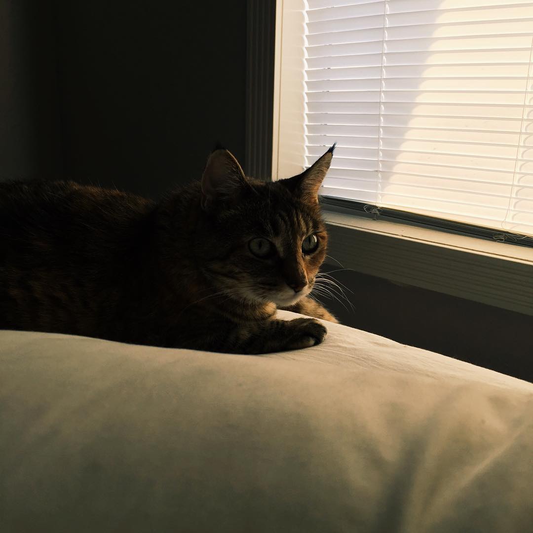 Morning cat.