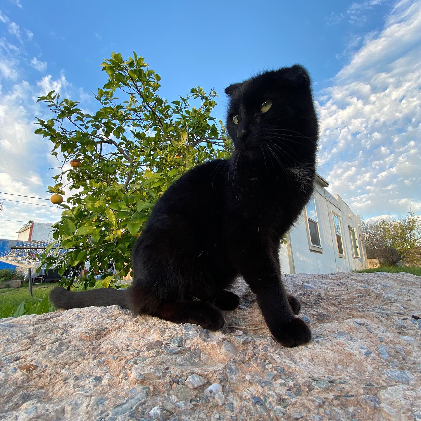 Hambone wants to wish you all a good evening.
