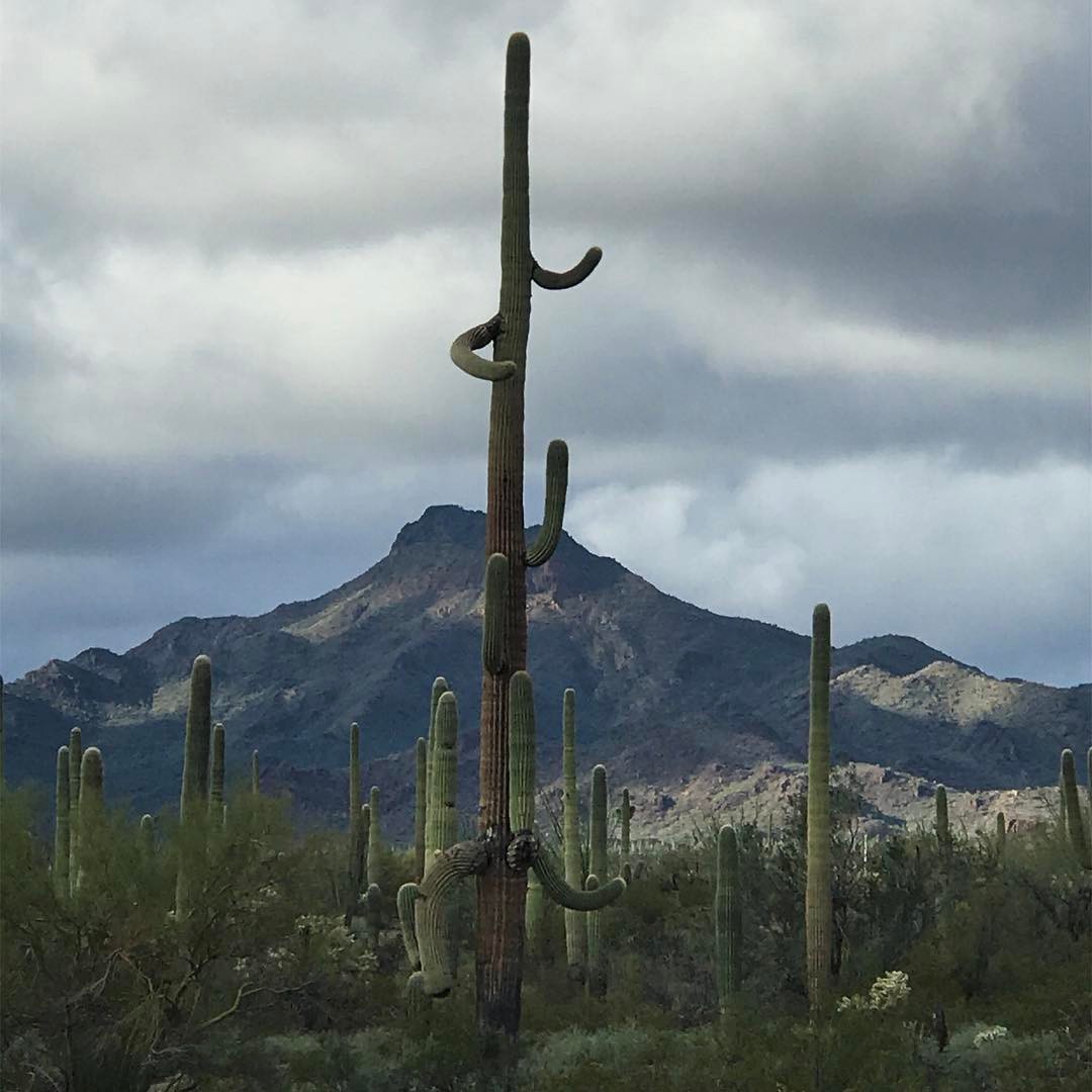 The silliest cactus I’ve ever seen. It looks like a few standing on each othe…