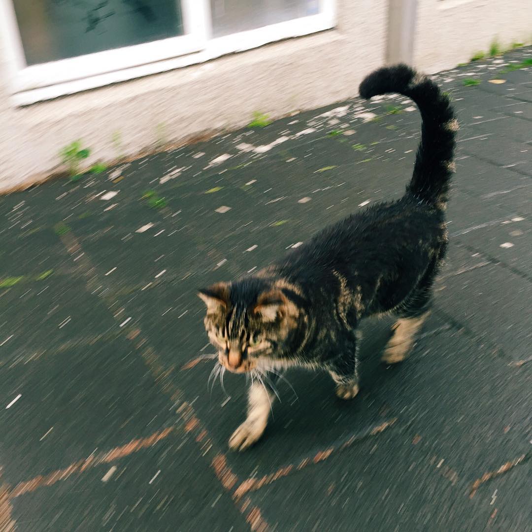 This cute Icelandic ambassador made me feel safe and welcome on my walk to th…