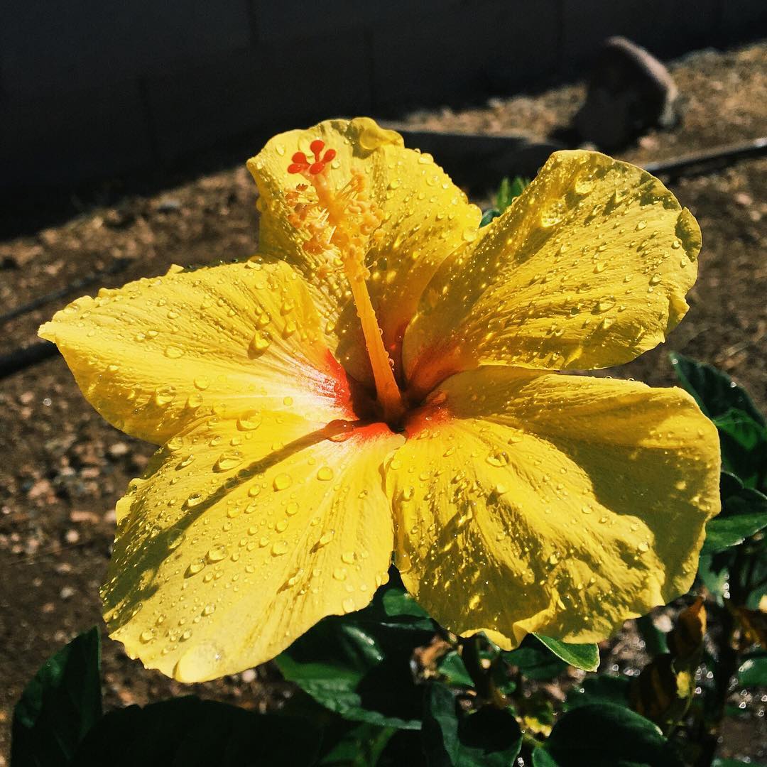A nice surprise in the yard today.
