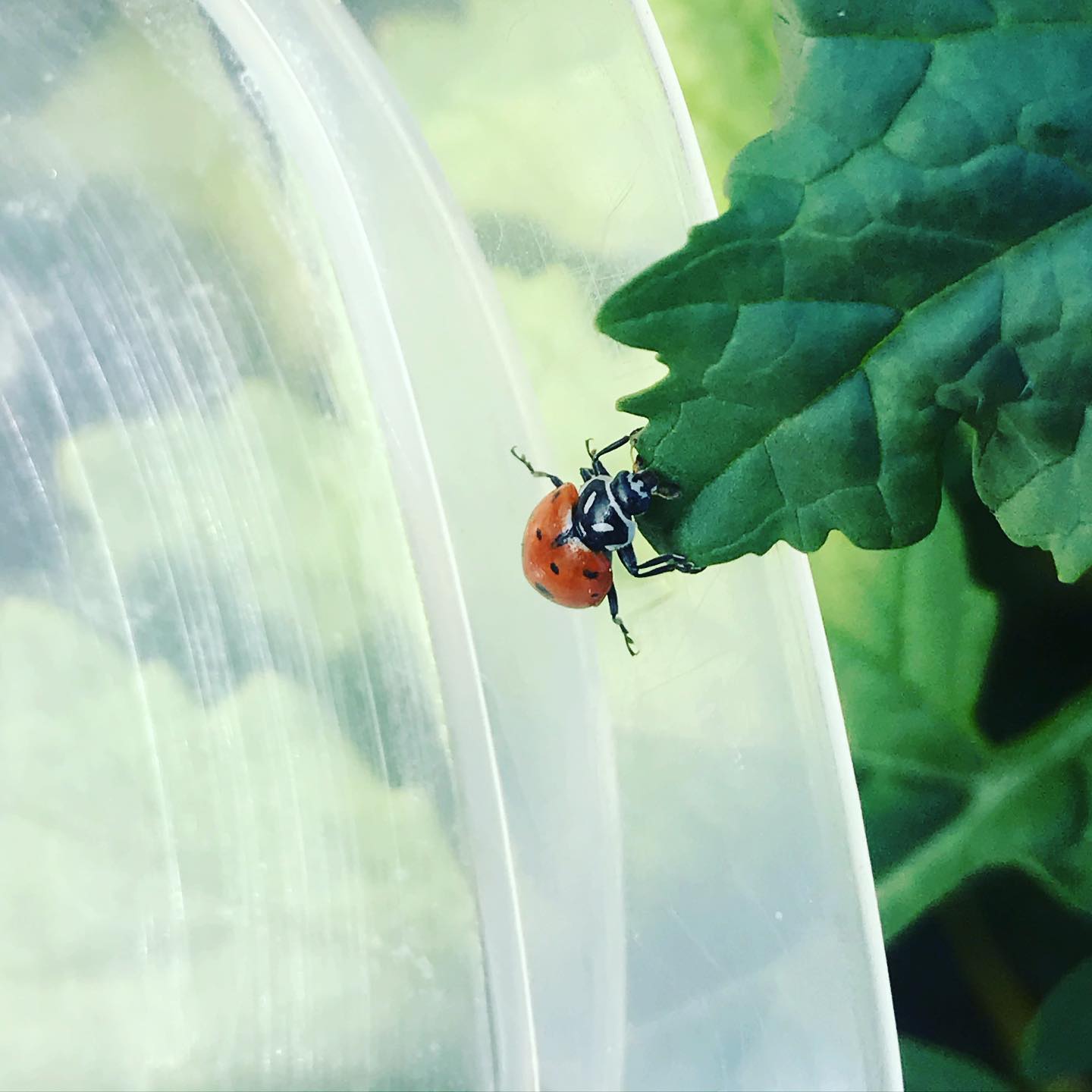Looked at my ceiling and saw this ladybug. Haven’t seen one in a long while.