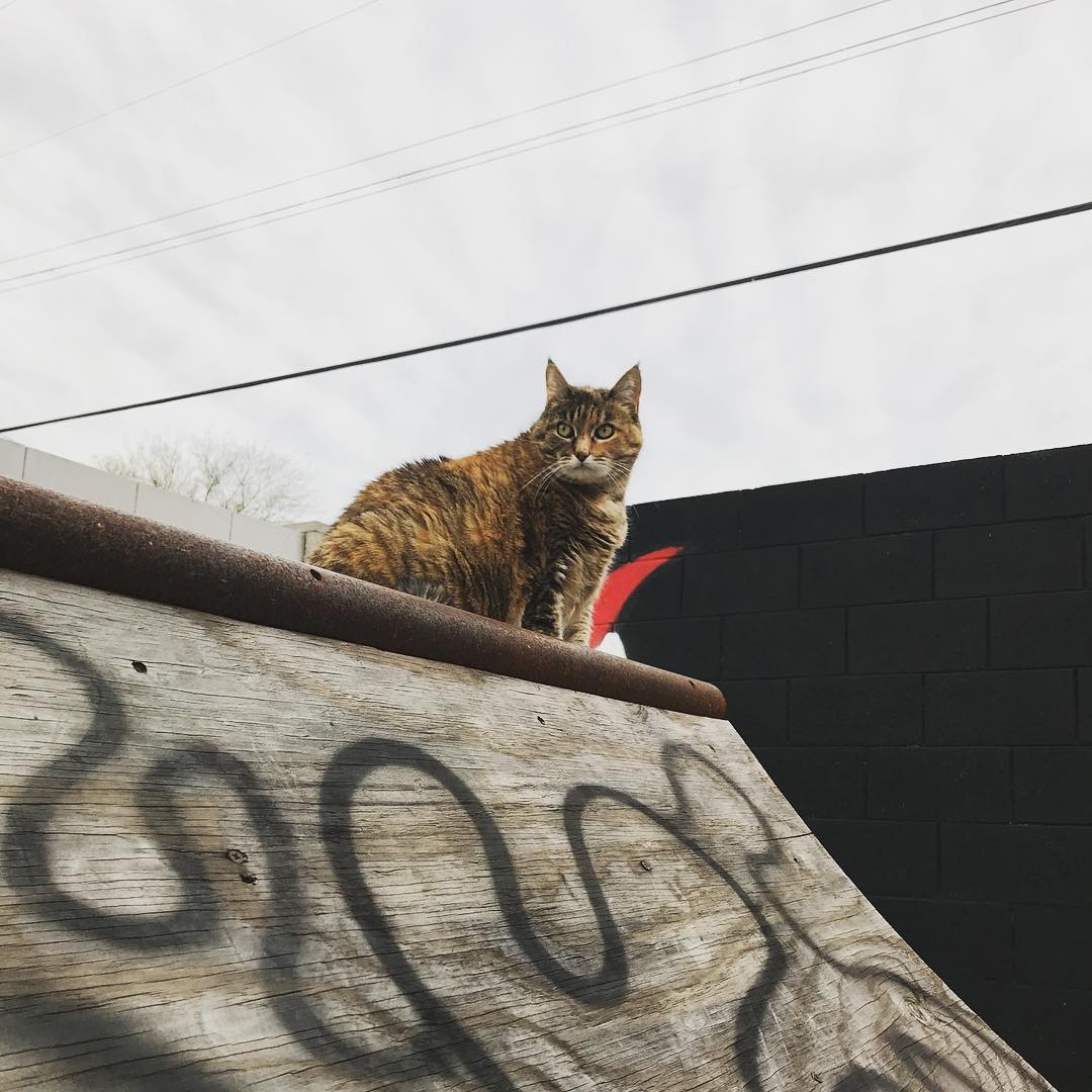“You gonna drop in or not?”