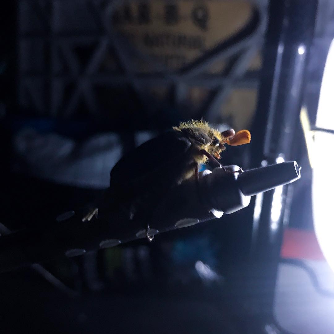 Night Beetle. These lil dudes hissed when you got close to them!