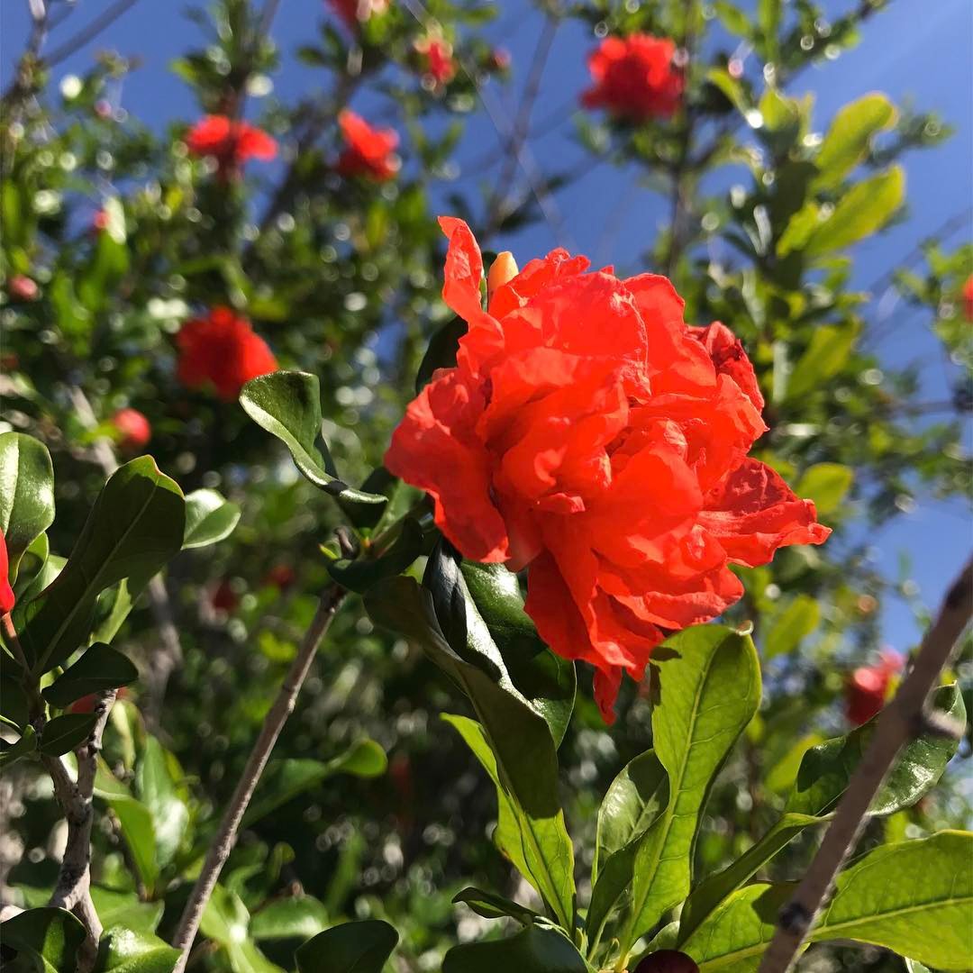 Backyard is blooming.
