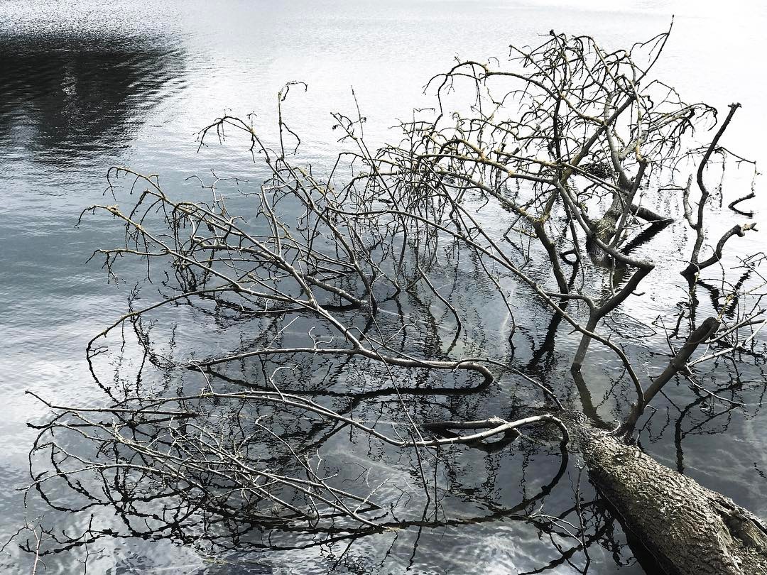 This tree looks like how I feel.