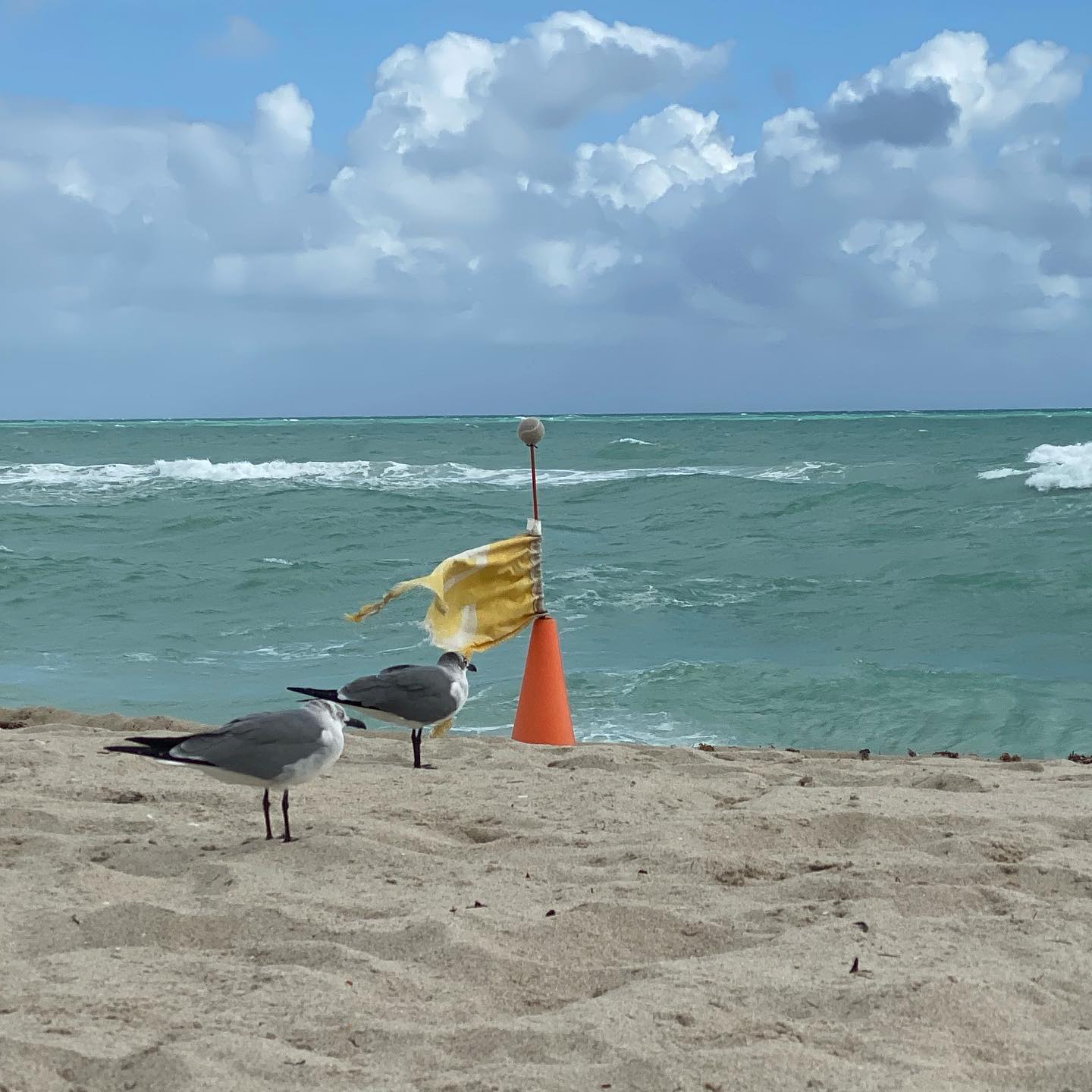 I love that the City of Miami puts on gull races for tourists!